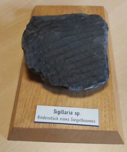 Sigillaria rindenstück - sigillaria,